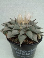 Ariocarpus retusus 12 x 14cm