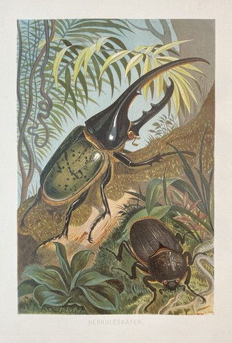 Originalgrafik fauna - originalgrafik,