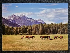 Pferdepostkarte, AK Pferde