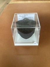 Fossil Fossilien Versteinerung