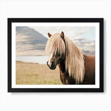 Beige Islandpferd Kunstdruck