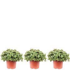 3er-Set Kriechendes Schönpolster - Höhe ca. 15 cm, Topf-Ø 10,5 cm - Callisia Tur