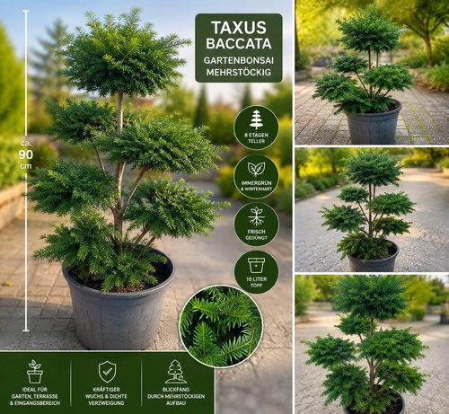 Bonsai taxsus 8 teller - taxsus, cm