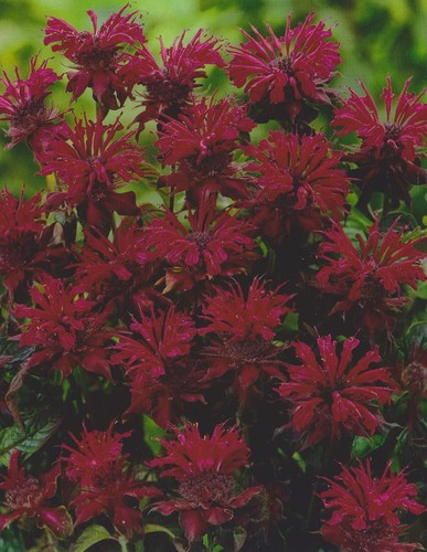 Indianernessel monarda - indianernessel,