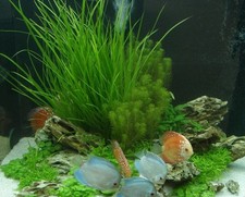 Diskus Wasserpflanzenset für 200-300 l Aquarium, Aquarienpflanzen gegen Algen