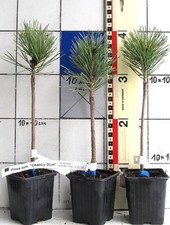 Pinus sylv. "Chantry Blue"