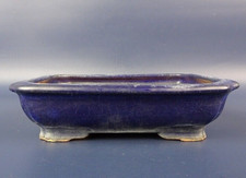 Japanischer TOKONAME Bonsai