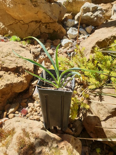 Mw52 2023 yucca - mw52-2023, filamentosa