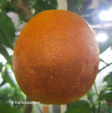 Citrus sinensis echte Orange