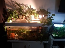 180 L Aquarium mit Unterschrank Tetra Ex 800 Außenfilter