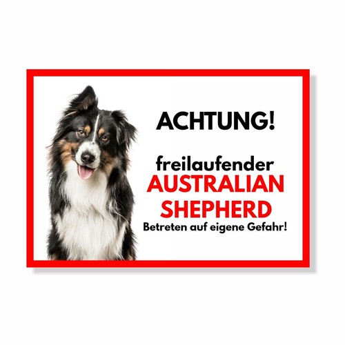 Australian shepherd - australian,