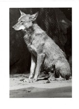Originalfoto Wolf | Vintage