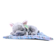 Französische Bulldogge grau