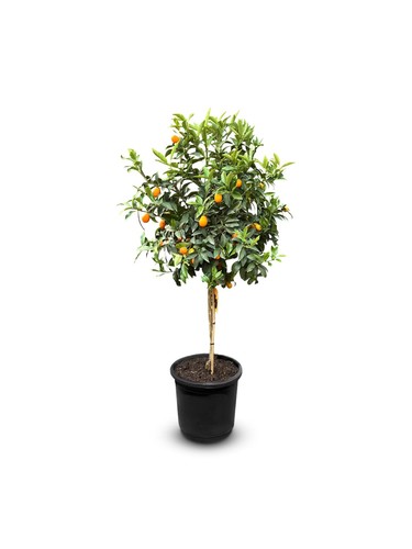 Kumquat fortunella - ,