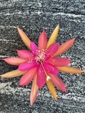 Epiphyllum ableger jalisco - epiphyllum, „jalisco