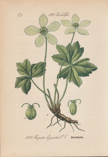 Schaftdolde hacquetia - schaftdolde, (hacquetia