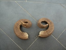 Mufflon Widder Merino Schaf