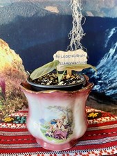 Seltener Philodendron