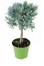 Lavendel Baum, Lavendel Stamm