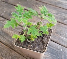 Iboza spez., Rosenweihrauch, Rarität, Duftpflanze, ca. 10cm, ideal zum Räuchern