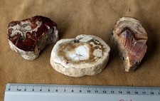 Kieselholz Madagaskar