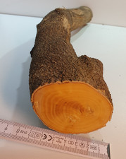 1 Stamm Drechselholz Buchsbaum