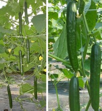 Riesen-Klettergurke immergrüne Bodendecker jetzt pflanzen Set   Samen