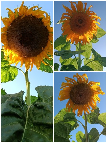 Riesen sonnenblumensamen - riesen-sonnenblumensamen, 3