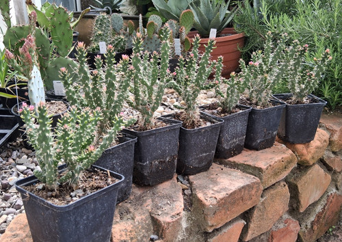 Cylindropuntia imbricata pinky