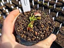 Dionaea muscipula kronos - dionaea,