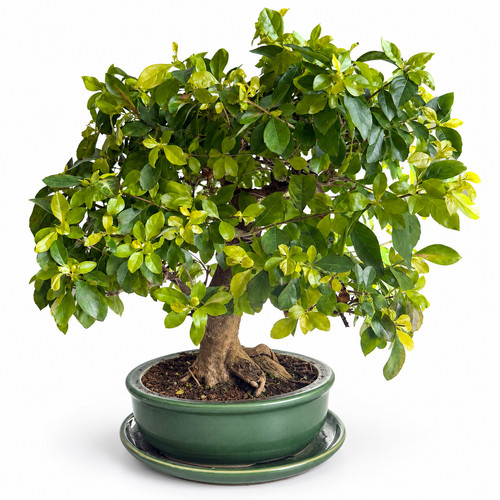 Bonsai duranta repens jahre - duranta, 20