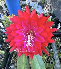 KIWI RED DRAGON Epiphyllum
