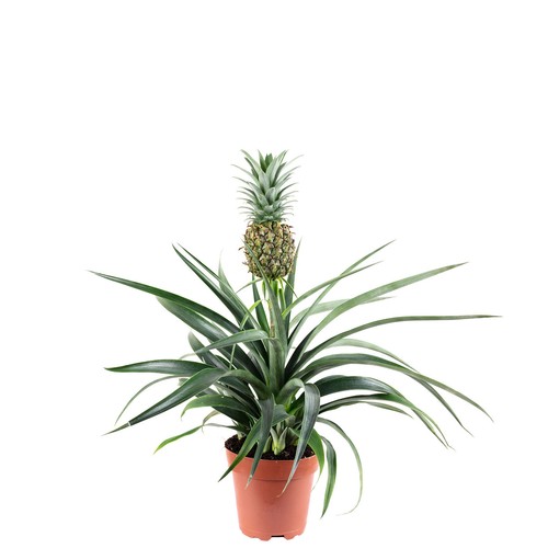 Ananas - (mit,