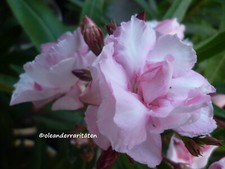 3x Oleander Stecklinge MADAME ALLEN Phloxrosa gefüllt