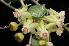Hoya curtisii jungpflanze - curtisii,
