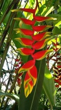 HP 184LN Heliconia Wagnerina Regenbogen Helikonie Seeds Zaden Samen Stück 2