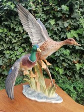Einfallende wildenten - einfallende,