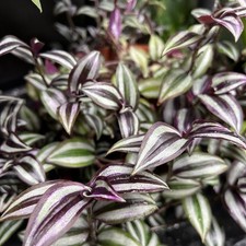5 Ableger Tradescantia
