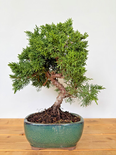 Bonsai chinesischer wacholder - bonsai,