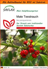 SAFLAX Garden in the Bag - Mate Teestrauch - Ilex - 10 Samen
