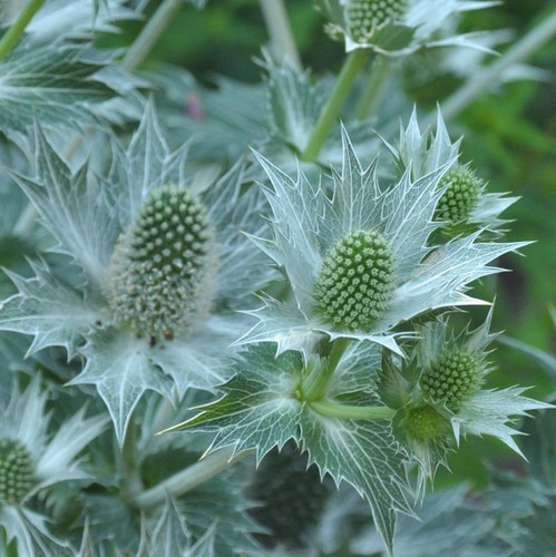 Elfenbein mannstreu eryngium - -,