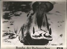 AF Bomba, der Dschungelboy