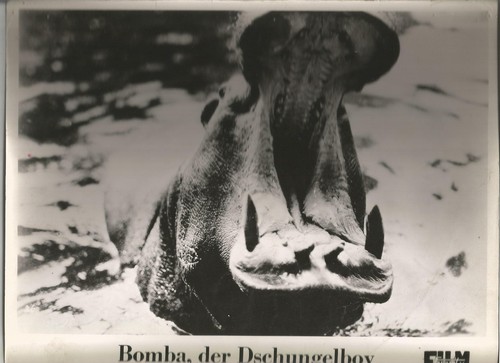 Bomba der dschungelboy - af, bomba,