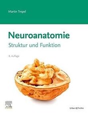 Neuroanatomie: Struktur und