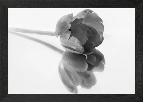 Tulpe blume grau gerahmtes - blume,