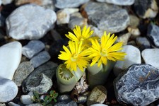 SAMEN Pflanzen Samen Terrasse Balkon Exoten Sämereien Kaktus LEBENDER STEIN