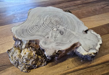 Baumscheibe Robinie mit