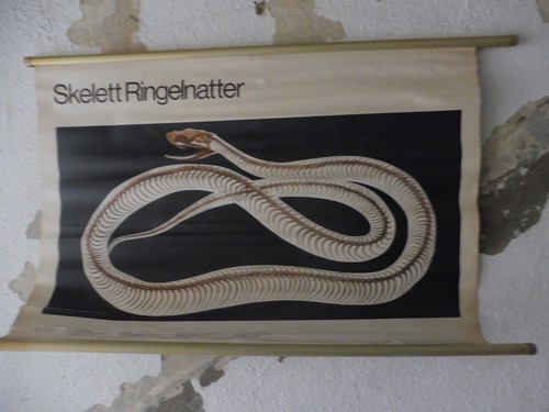 Alte rollkarte schulwandtafel - rollkarte,