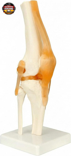 Anatomie kniegelenk modell - kniegelenk,