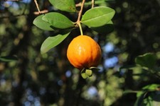 Pitanga juba - Eugenia macrobracteolata - 3 frische Samen für Garten & Balkon
